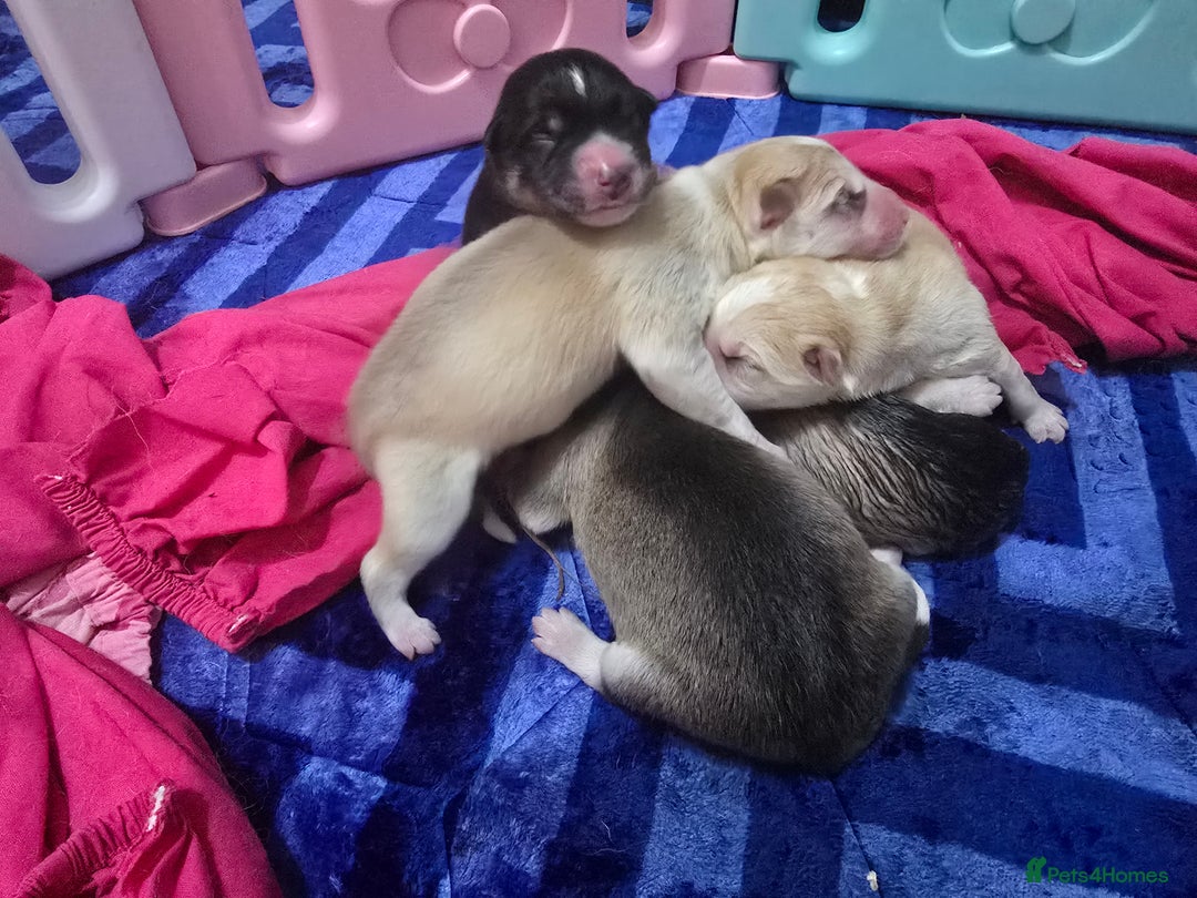 Alaskan Malamute dogs for sale: litter of chunky fluffy malamutes - Advert 5