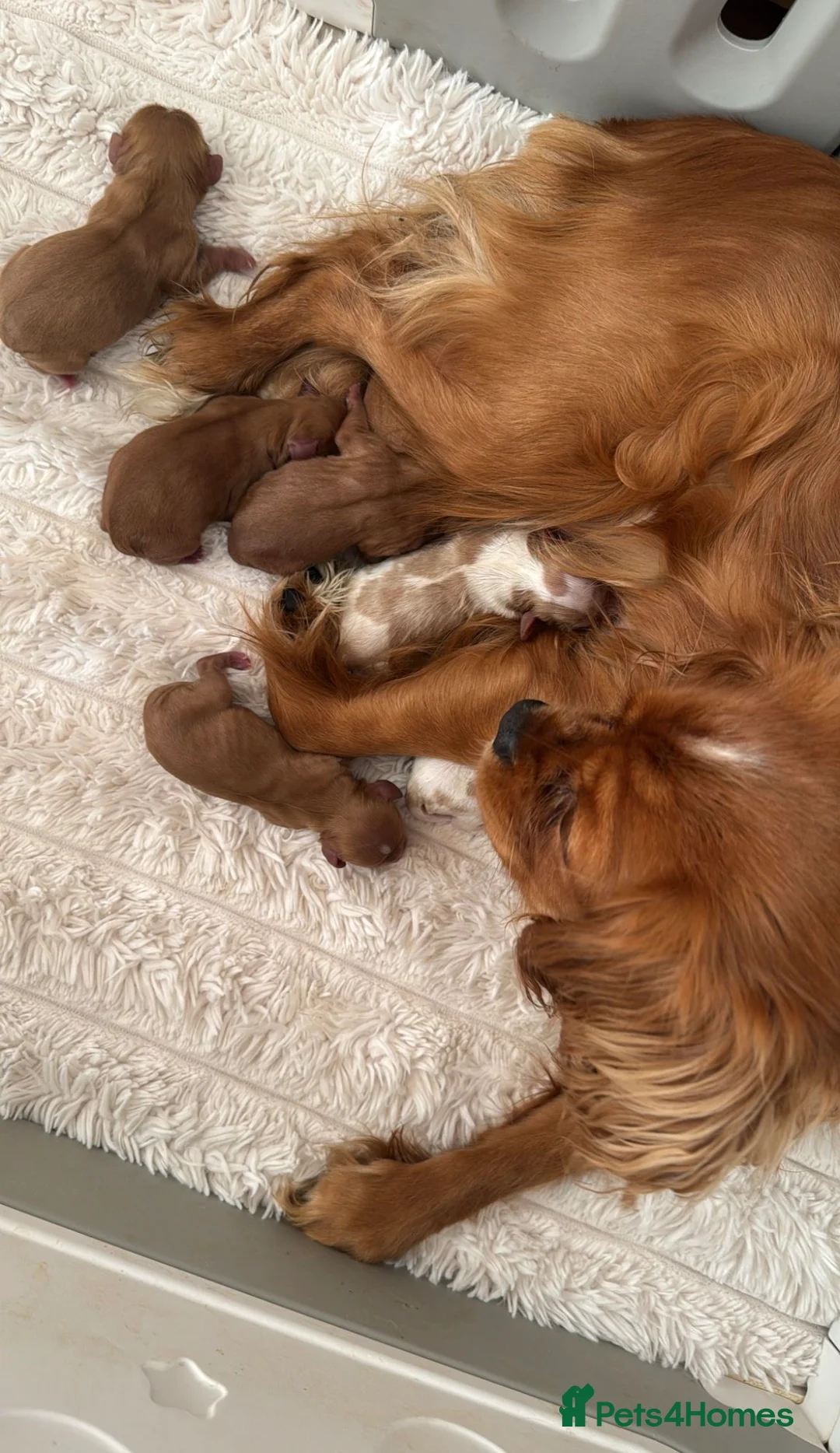Cavalier King Charles Spaniel dogs for sale: 6 cavalier King Charles spaniel girls available  - Advert 17