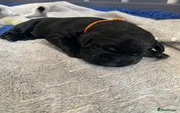 Labrador Retriever dogs for sale: 5* breeder🐾beautiful glossy black puppies ❤️  - Image 27