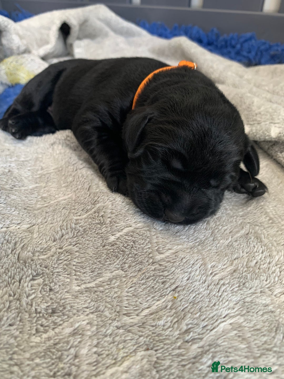 Labrador Retriever dogs for sale: 5* breeder🐾beautiful glossy black puppies ❤️  - Image 27
