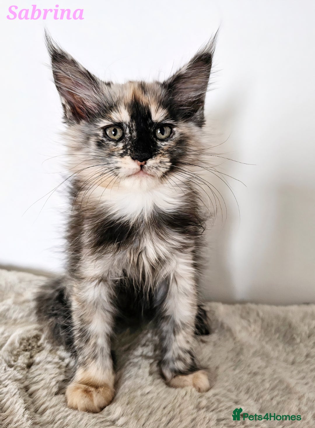 Maine Coon cats for sale:   Maine Coon kittens looking for loving homes - Image 6