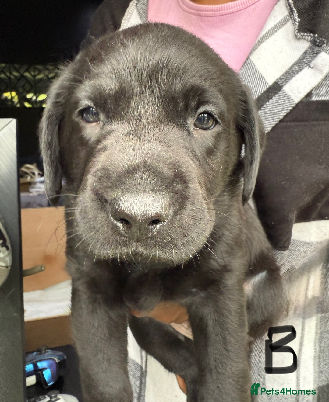 Labrador Retriever dogs for sale: EXCELLENT &UNIQUE LAB PUPPIES AV 12 NOV £1450 - Image 27