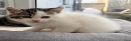 Persian cats for sale: Last little half Persian boy , ready now - Advert 3
