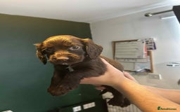 Sprocker dogs for sale: Last lovely little female sprocker available - Image 11