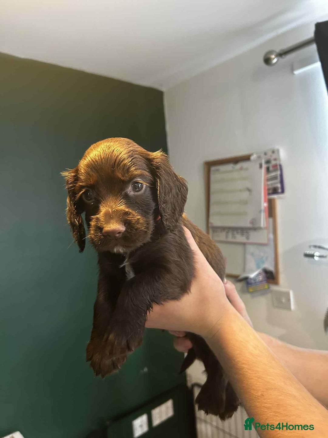 Sprocker dogs for sale: Last lovely little female sprocker available - Image 11
