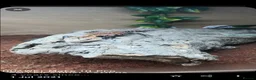 Skink reptiles for sale: Much loved blue tounged skink  in Ipswich - Advert 2
