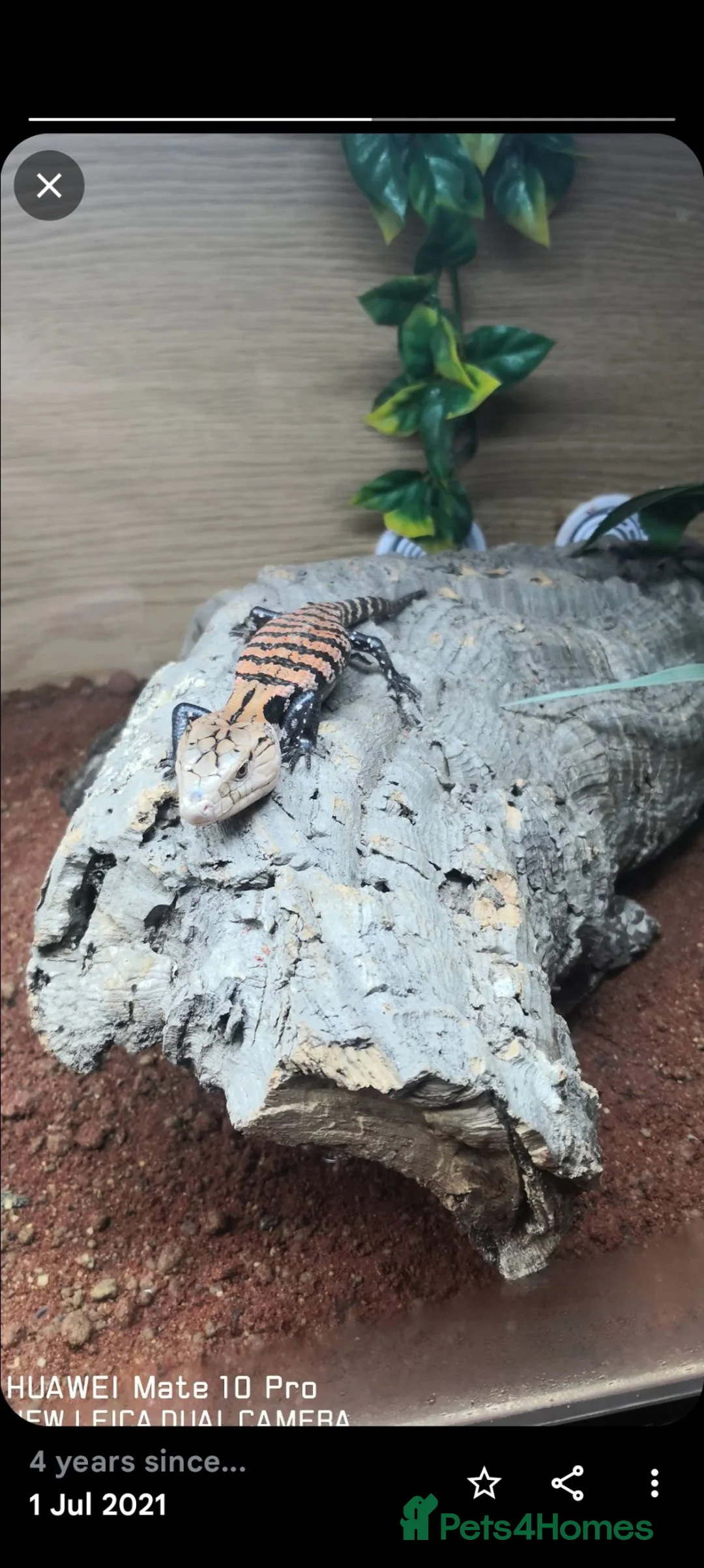 Skink reptiles for sale: Much loved blue tounged skink  in Ipswich - Advert 2