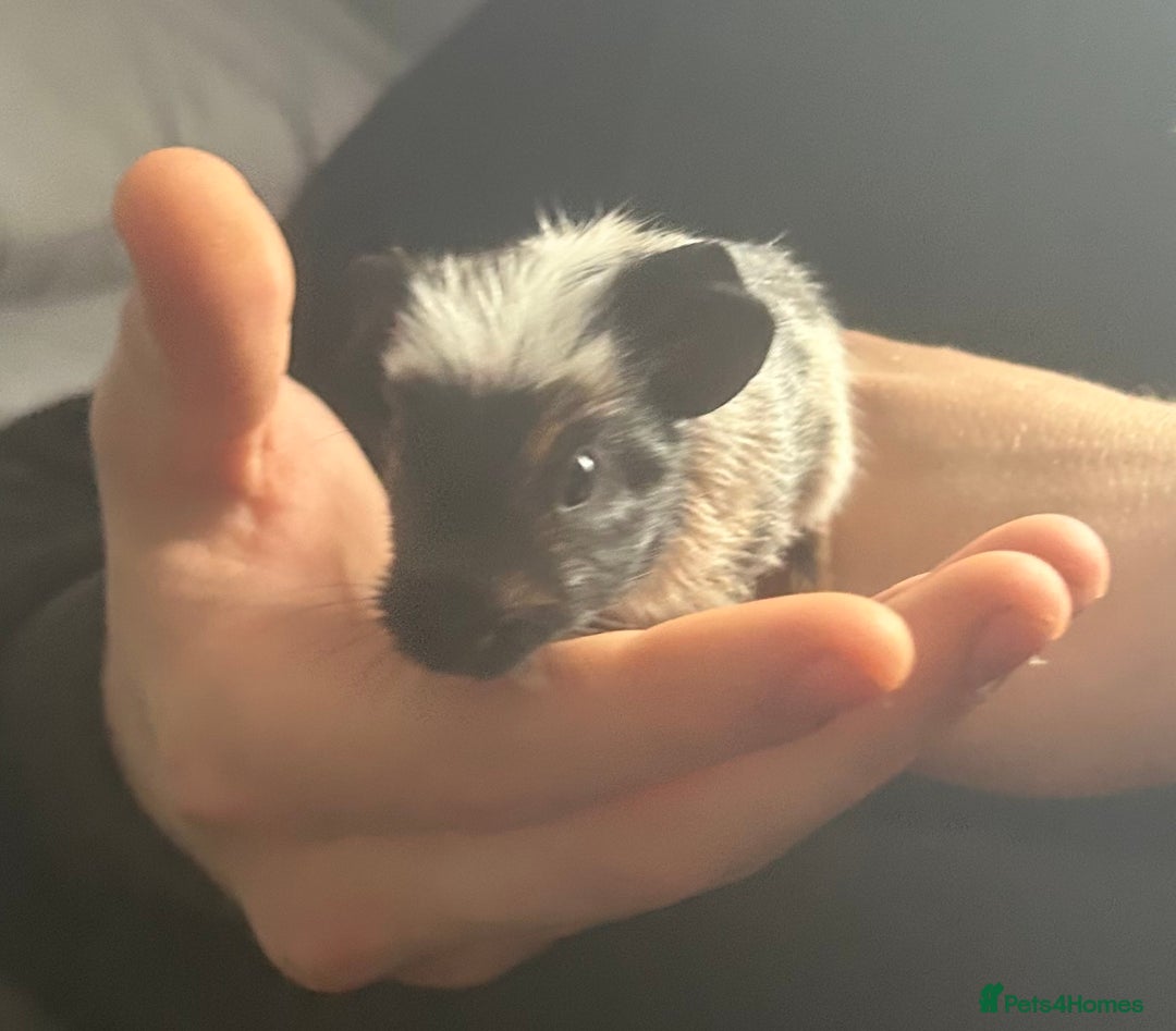 Guinea Pig rodents for sale: 3 baby American crested Guinea pigs  - Image 13