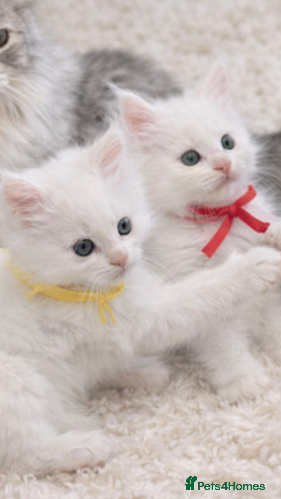 Maine Coon cats for sale: Outstanding pedigree kittens - Advert 3