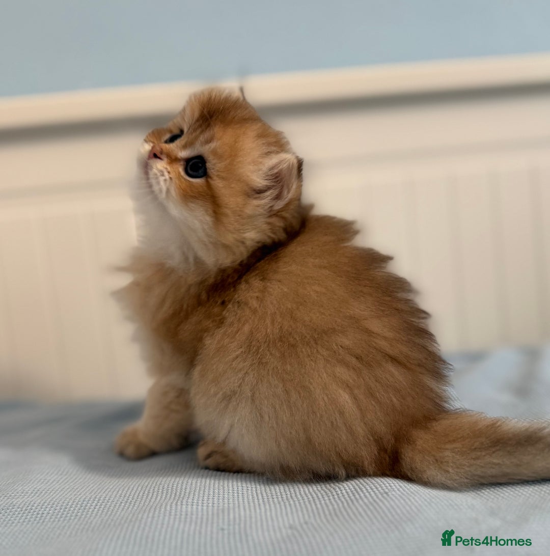 British Shorthair cats for sale: 🌟Purebred British Shorthair Golden Kittens🌟 - Image 16
