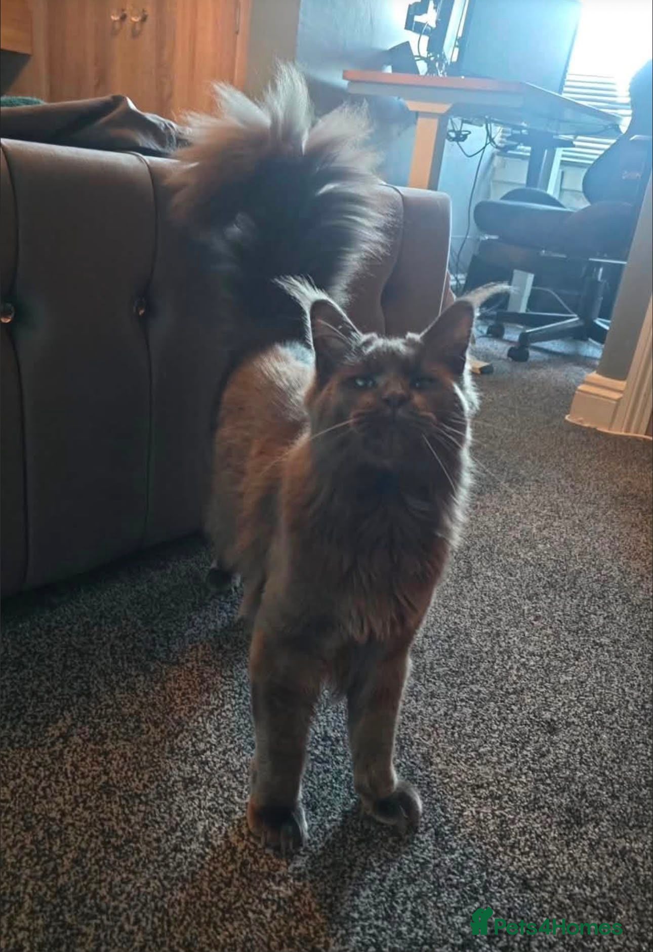 Maine Coon cats Lg handsome Blue Smoke Male Ava for Stud Services - Advert 2