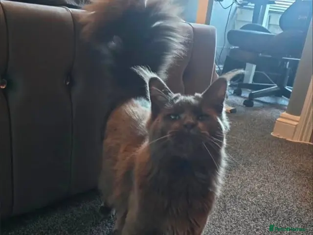 Maine Coon cats for stud: Lg handsome Blue Smoke Male Ava for Stud Services - Advert 2