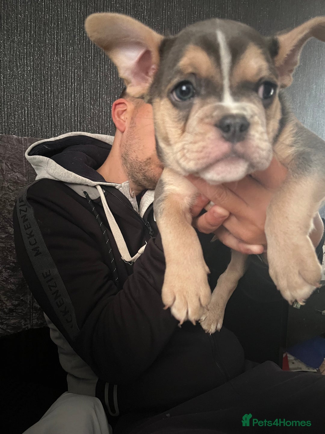 Mixed Breed dogs for sale: Beautiful female puppy ready today  - Image 2