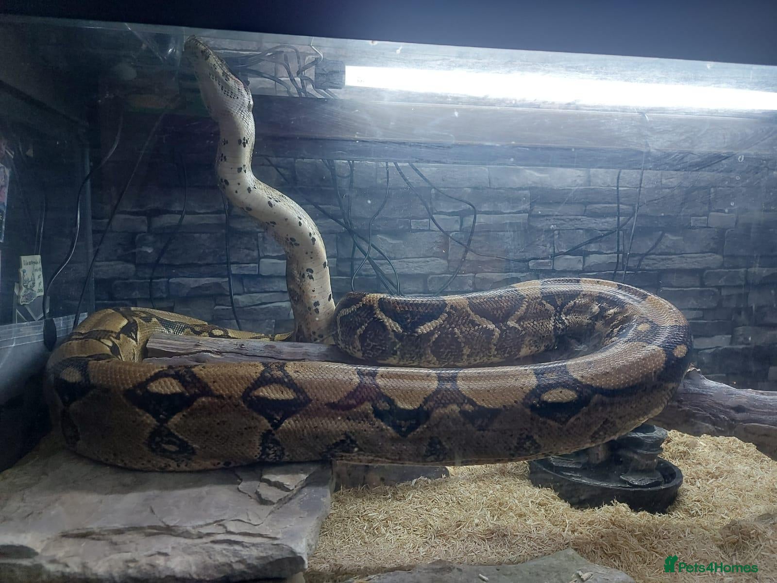 Boa Snake reptiles Boa snake for sale - Advert 7