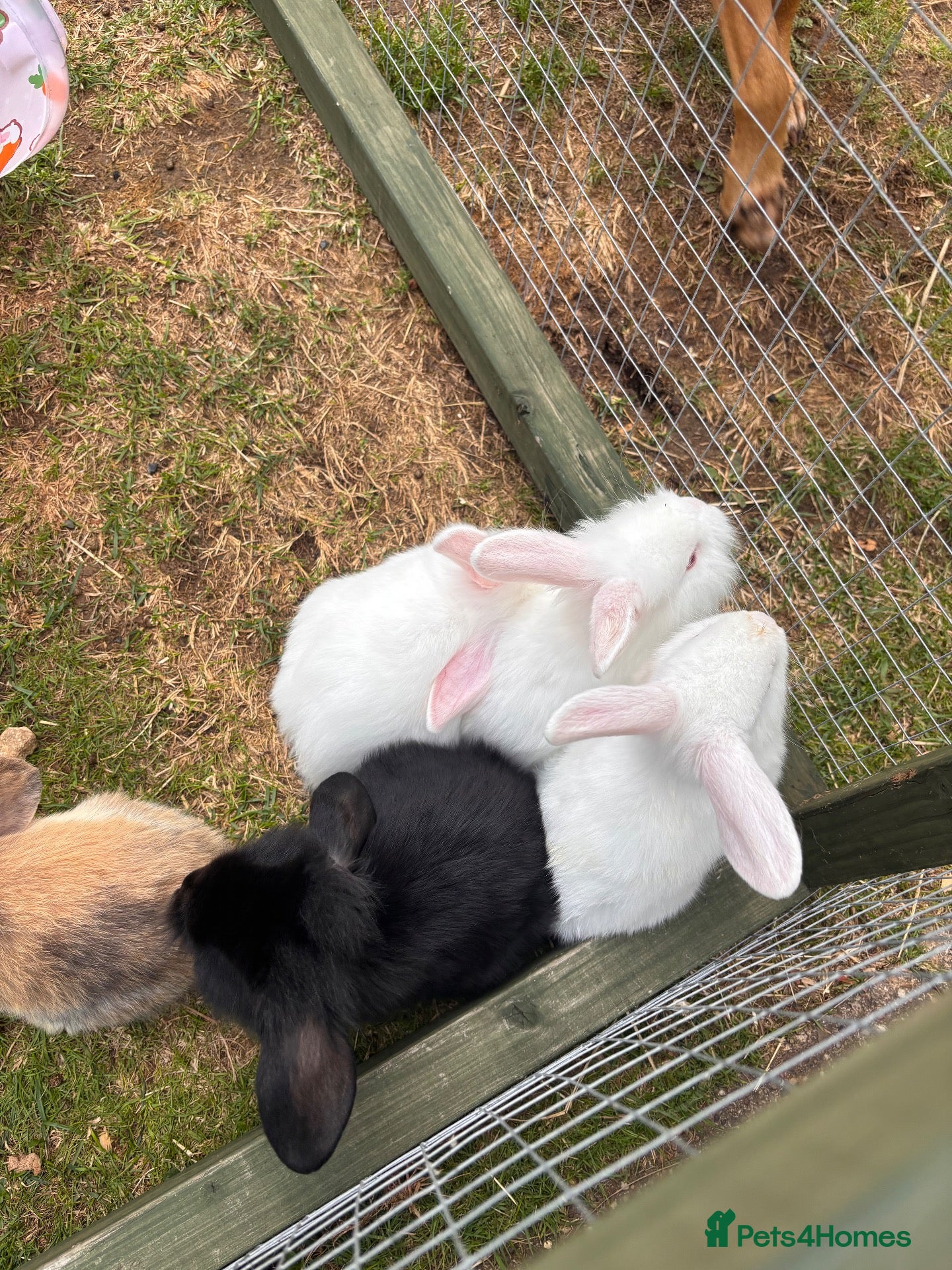 Mini Lion Lop rabbits  mini lion lop babies! - Advert 15
