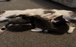 Mixed Breed cats for sale: 5 baby kittens  - Image 1