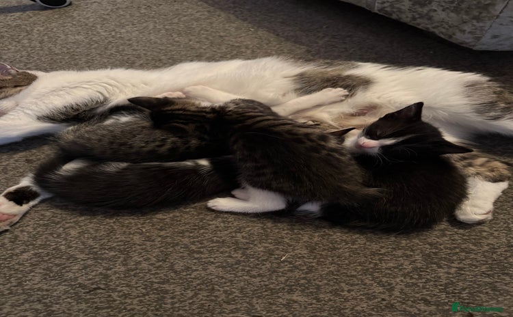 Mixed Breed cats - Advert 5