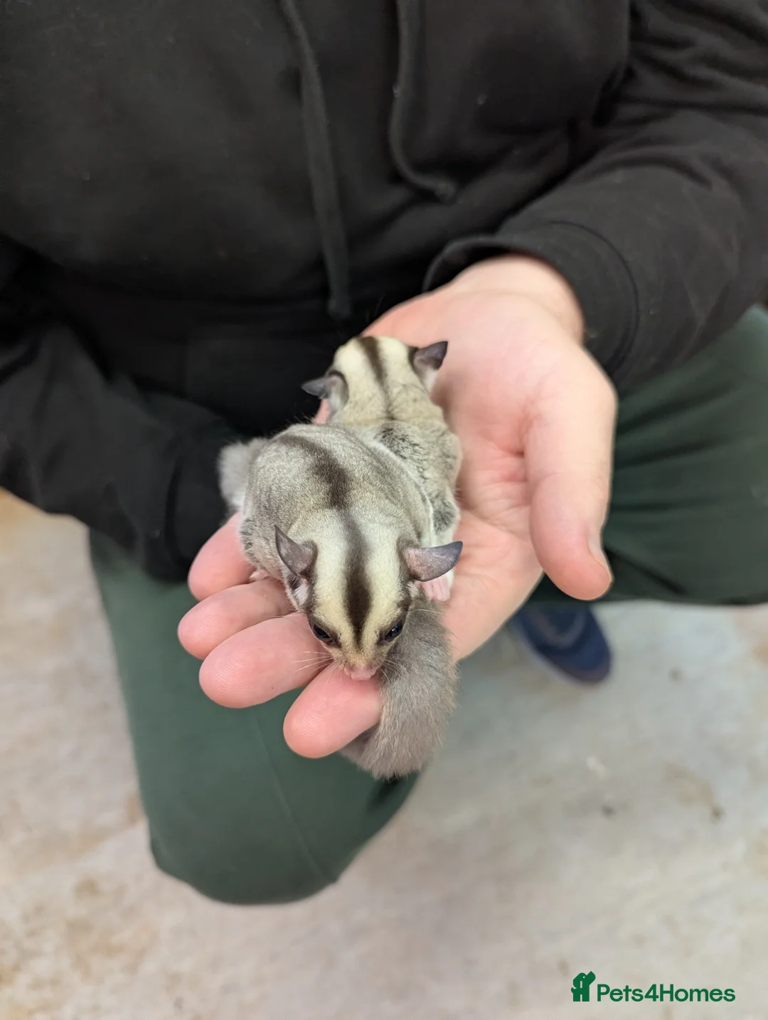 Sugar Glider rodents for sale: Sugar glider joeys. Friendly. Grey and grey mosaic - Advert 5