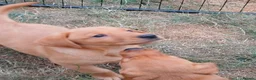 Labrador Retriever dogs for sale: Labrador Puppies Fox Red - Advert 10