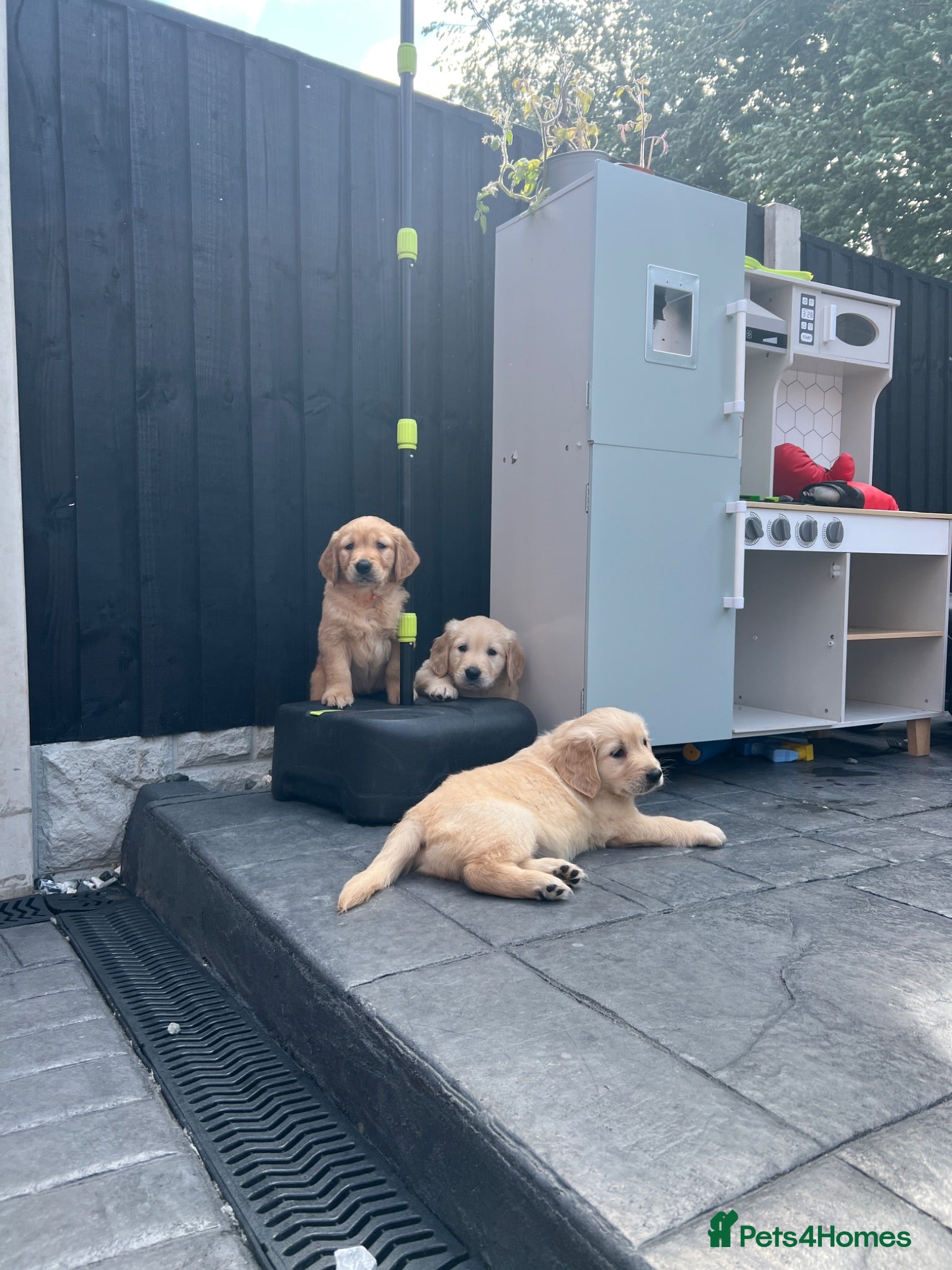 Golden Retriever dogs Kc extensively health tested boys and girls  - Advert 11