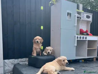 Golden Retriever dogs Kc extensively health tested boys and girls - Advert 11