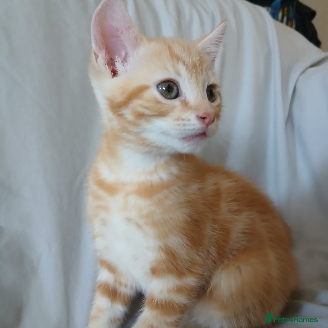 Mixed Breed cats for sale: READY NOW 4 male kittens looking for forever homes - Image 11