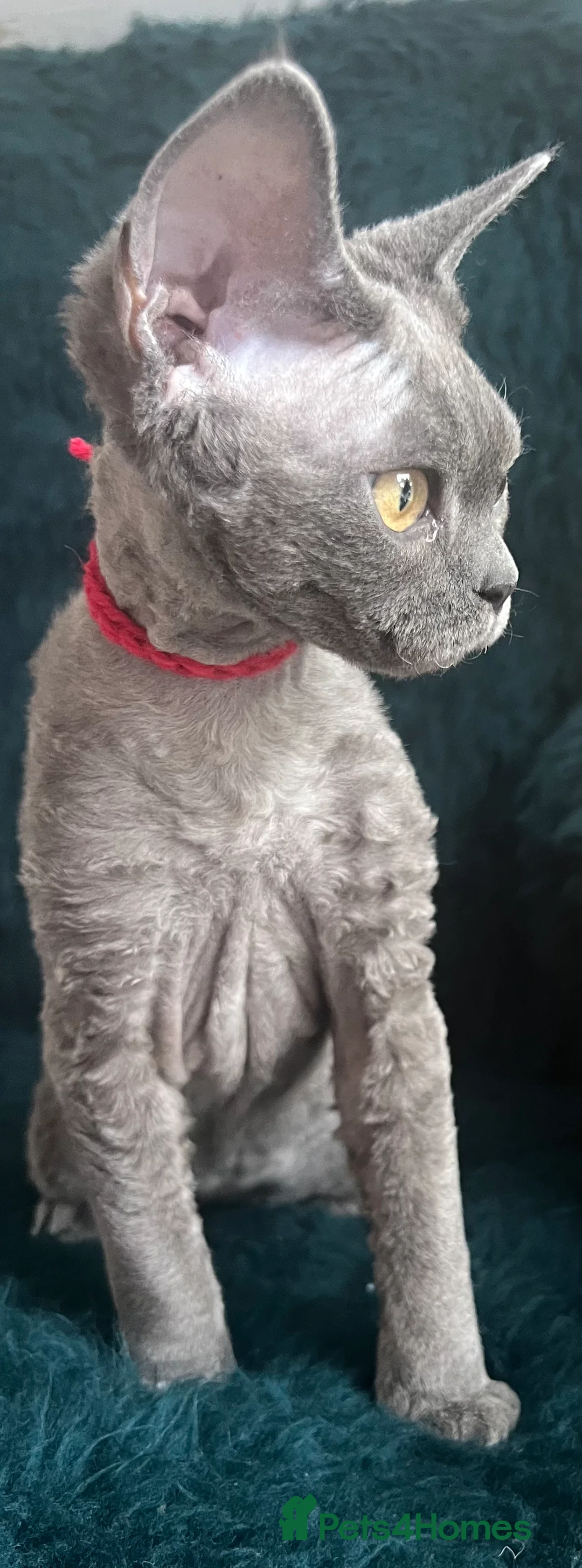 Devon Rex cats for sale: Devon Rex kittens  - Advert 23