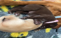 Labrador Retriever dogs for sale: Labrador puppies  - Image 31