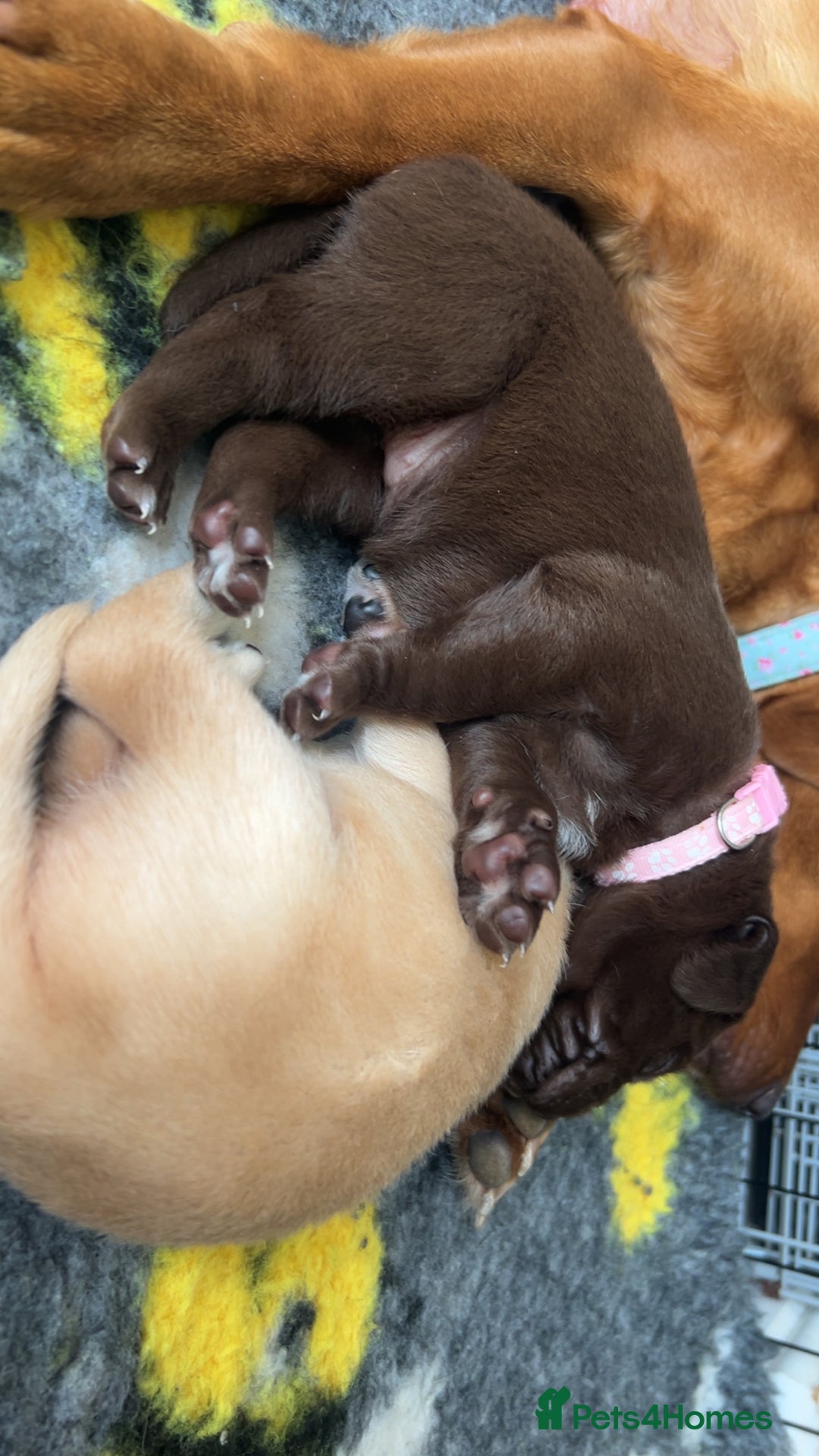 Labrador Retriever dogs for sale: Labrador puppies  - Image 31