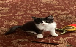 Domestic Shorthair cats for sale: Playful Kitten for Sale  - Image 1