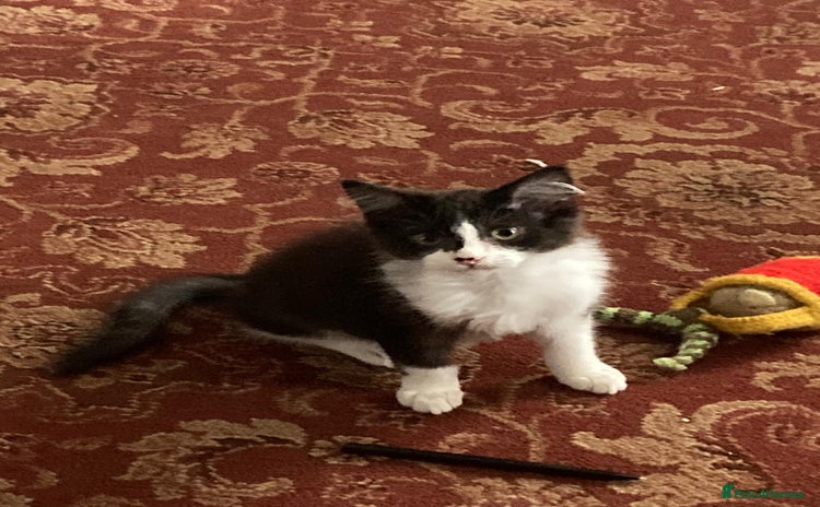 Domestic Shorthair cats - Advert 3