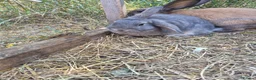 Mixed Breed rabbits for sale: Baby rabbit - Advert 3