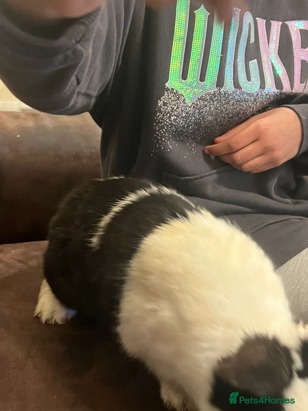 Netherland Dwarf rabbits for sale: House raised - Advert 13