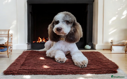 Goldendoodle dogs for stud: FULLY HEALTH TESTED! MOYEN POODLE STUD! in Kettering - Image 3