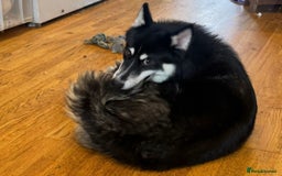 Mixed Breed dogs for sale: Meet Sparks - Image 6