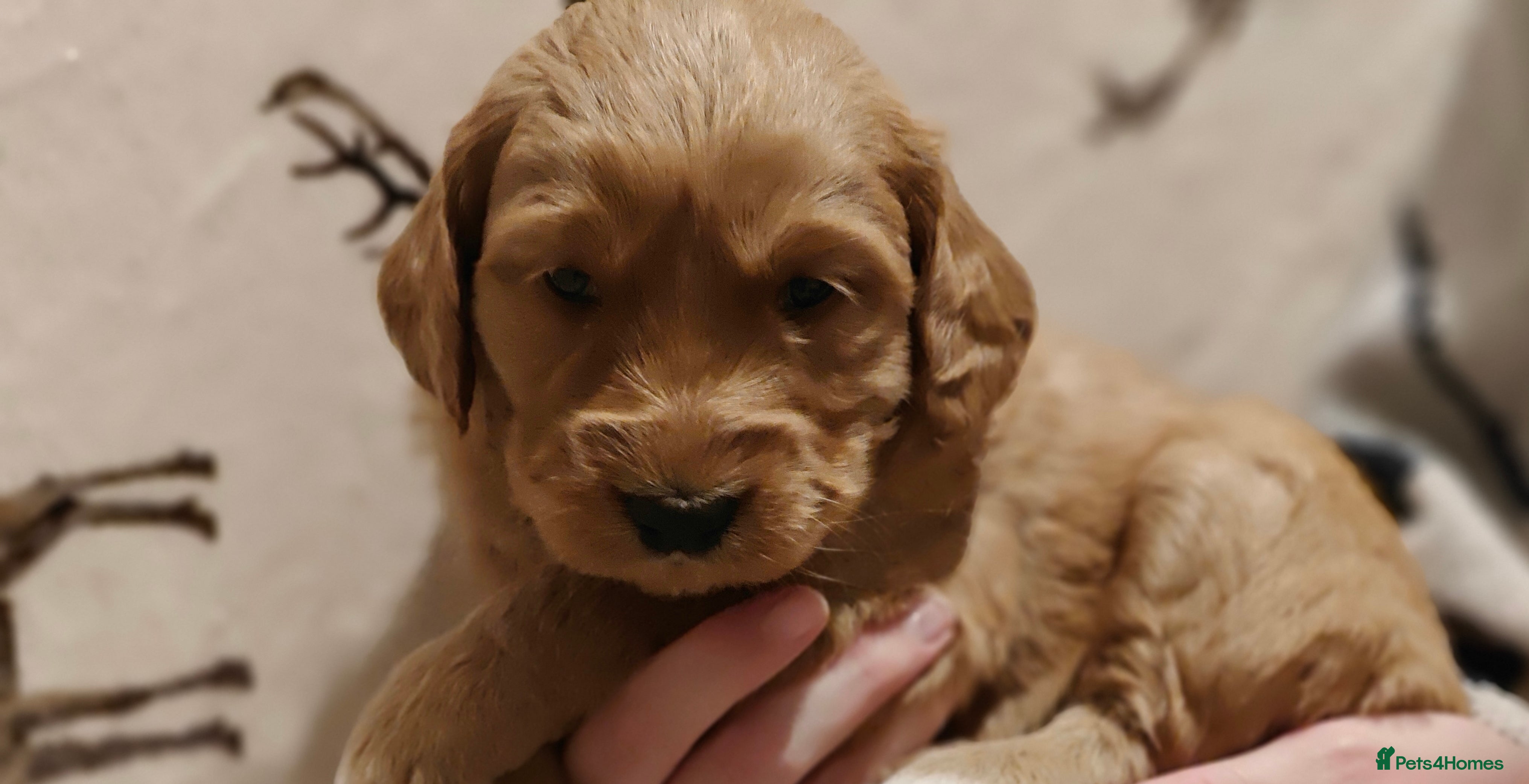 Mini Goldendoodle dogs Superb home-bred F1 Mini Goldendoodle Girl - Advert 17