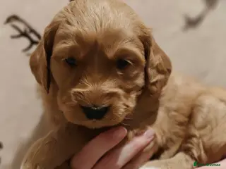 Mini Goldendoodle dogs Superb home-bred F1 Mini Goldendoodle Girl - Advert 17