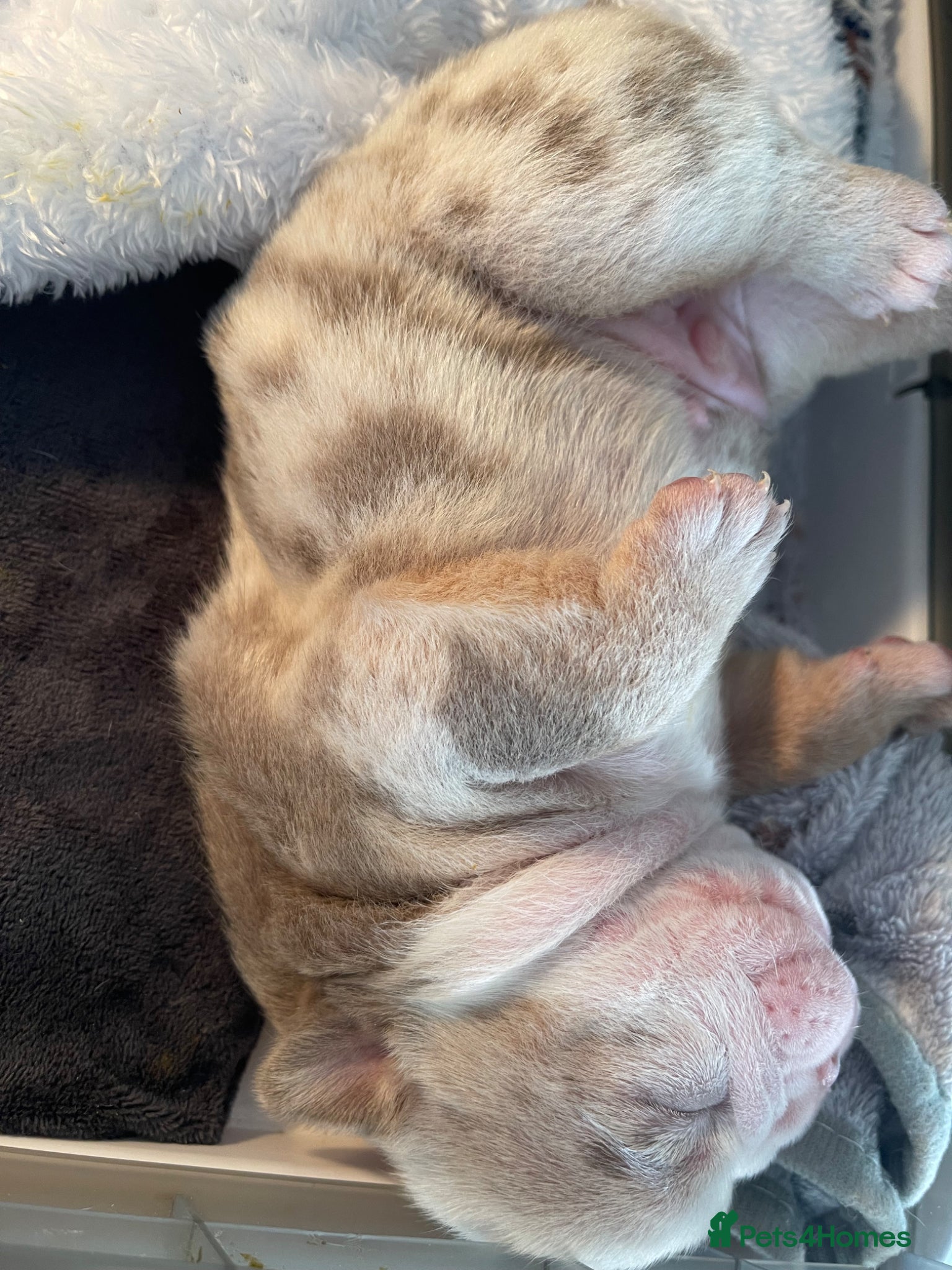 English Bulldog dogs KC reg - Last Male English Bulldog - Fluffy  - Advert 2