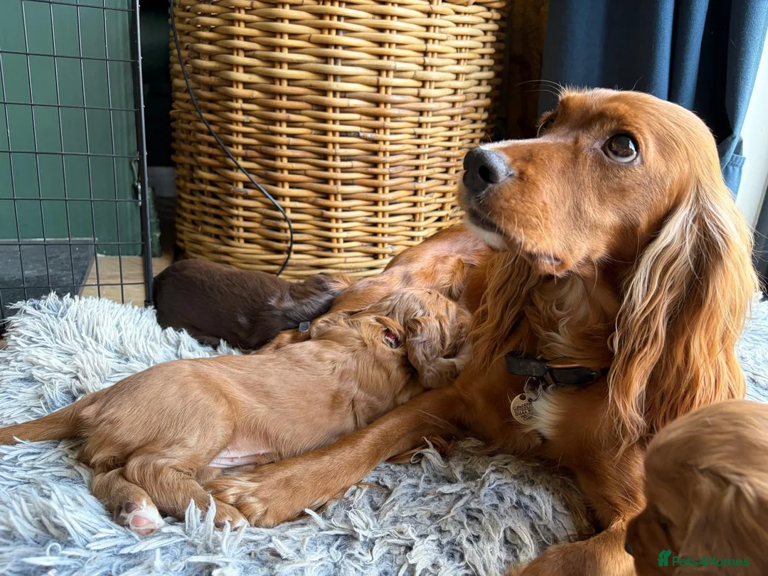 Cocker Spaniel dogs for sale: Adorable healthy Cocker Spaniel puppies - Advert 21