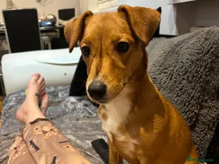 Mixed Breed dogs Jack Russell x chihuahua - Advert 6