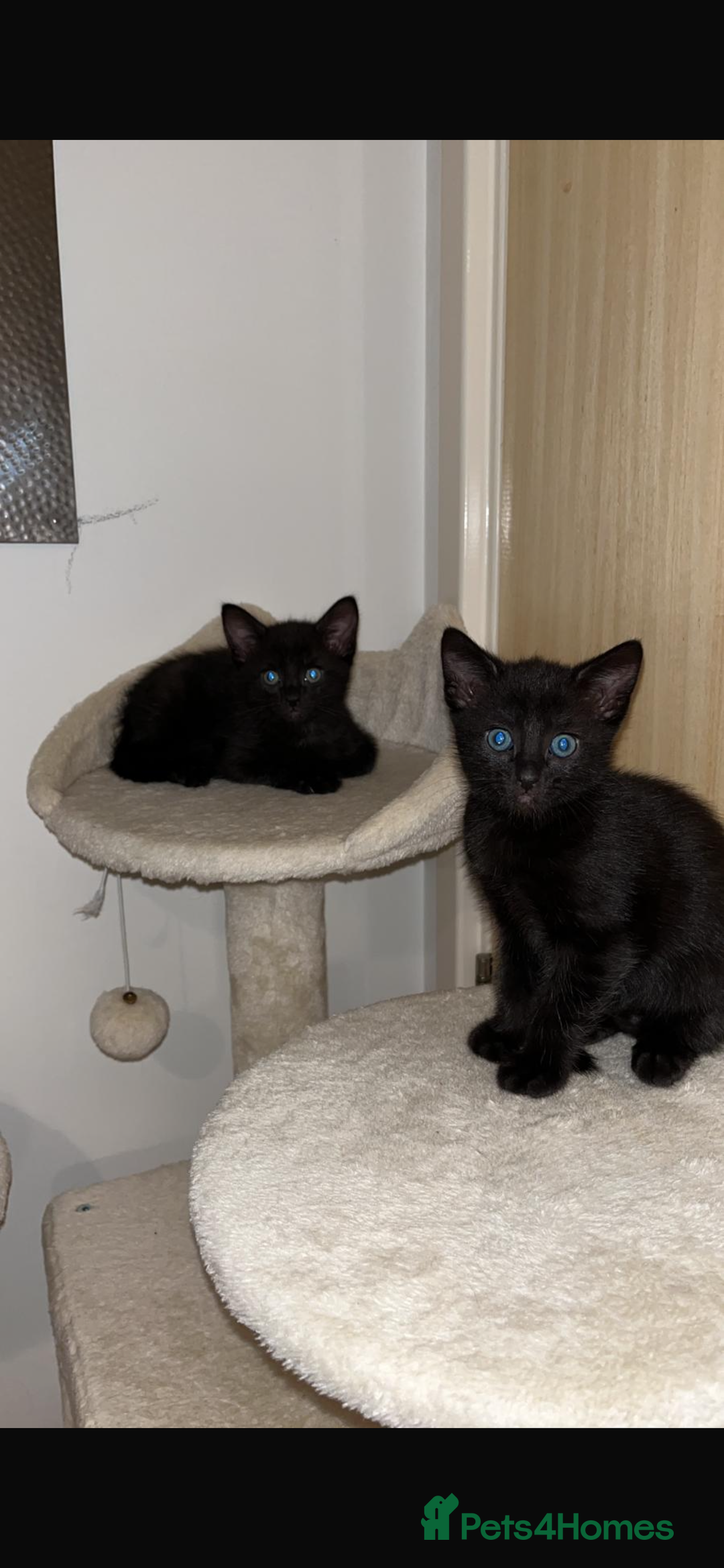 Mixed Breed cats for sale: 3 lovely kittens ready for their new homes 🥰 - Advert 14