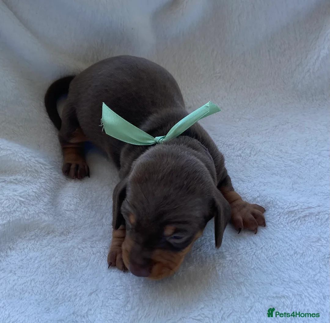 Miniature Dachshund dogs for sale: Miniature Dachshund Puppies  in Spalding - Advert 2