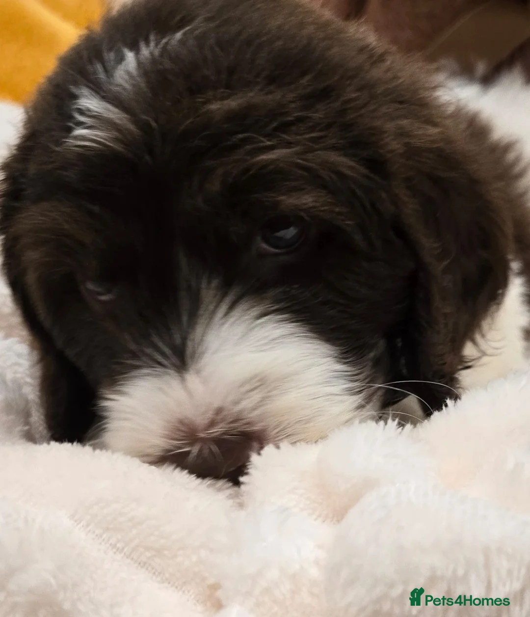 Mixed Breed dogs for sale: Stunning St Berdoodle Puppies 🐾 - Advert 28
