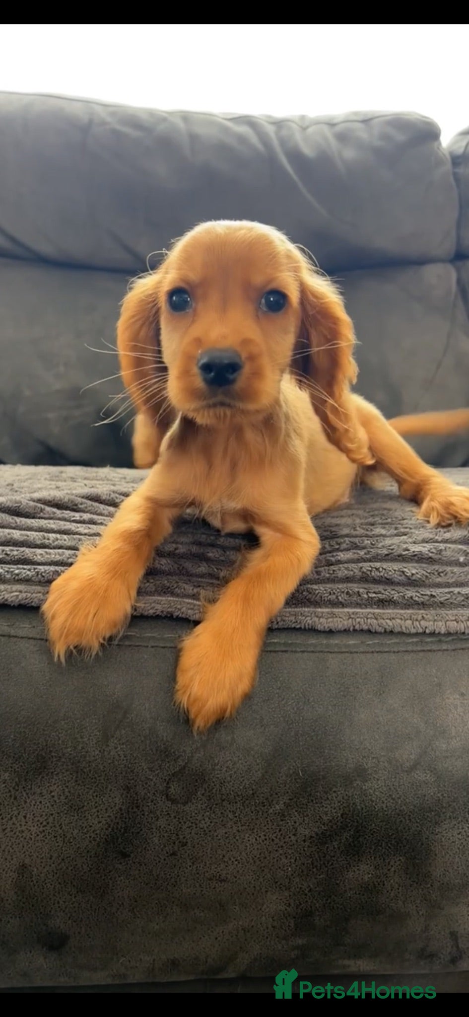 Cocker Spaniel dogs Red cocker spaniel puppies ( 1 male left ) - Advert 1