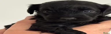 Maltipoo 6