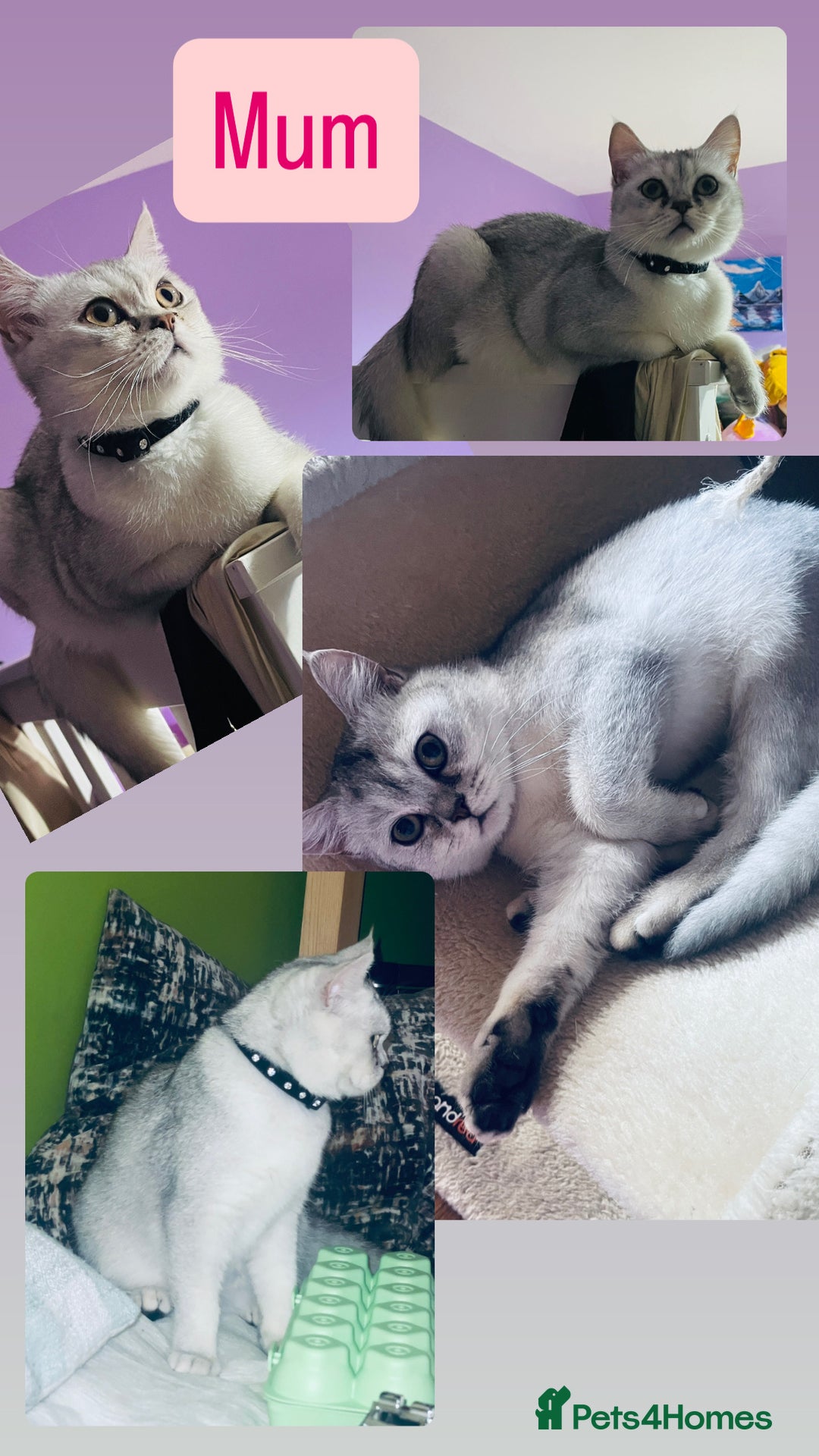 Scottish Fold cats for sale: Beautiful litter Scottish fold ready to new 🏠 ❤️ - Image 5