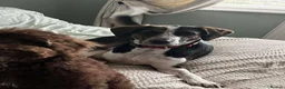 Mixed Breed dogs for adoption: WILSON - 2 years old, Hound Mix Boy in Atherstone - Advert 7