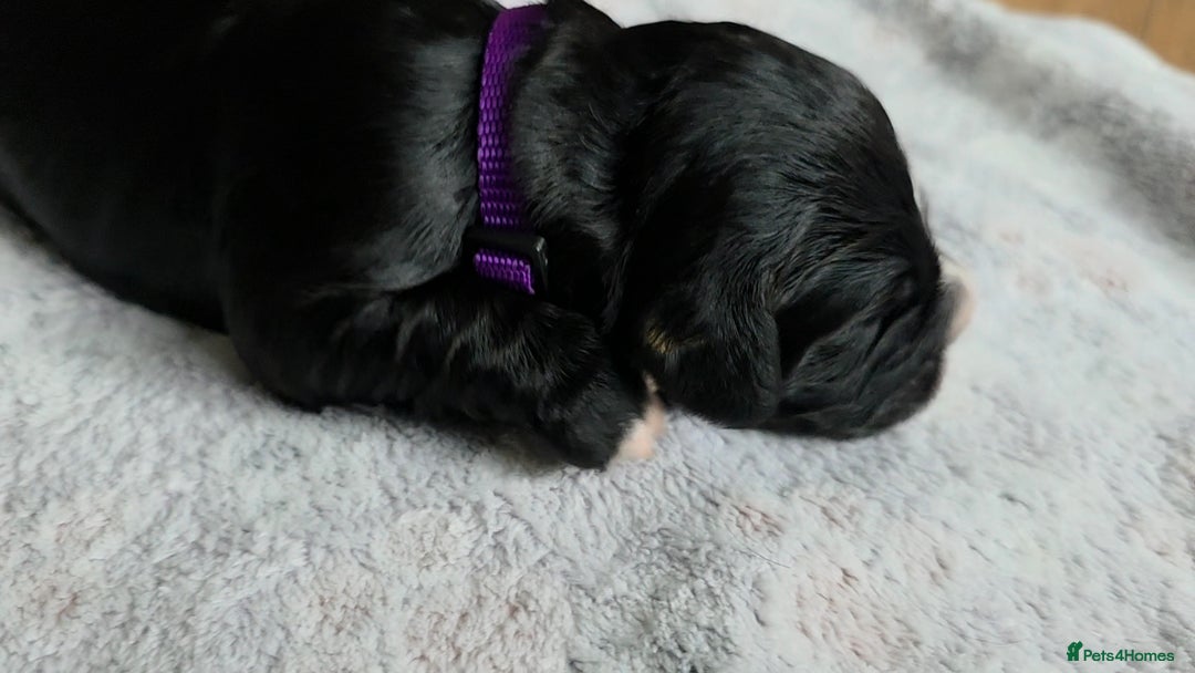 Cocker Spaniel dogs for sale: last puppy (girl) of the Working Cocker Spaniel - Advert 34