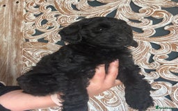Cockapoo dogs for sale: ✨ Gorgeous Cockapoo Puppies ✨ - Image 15