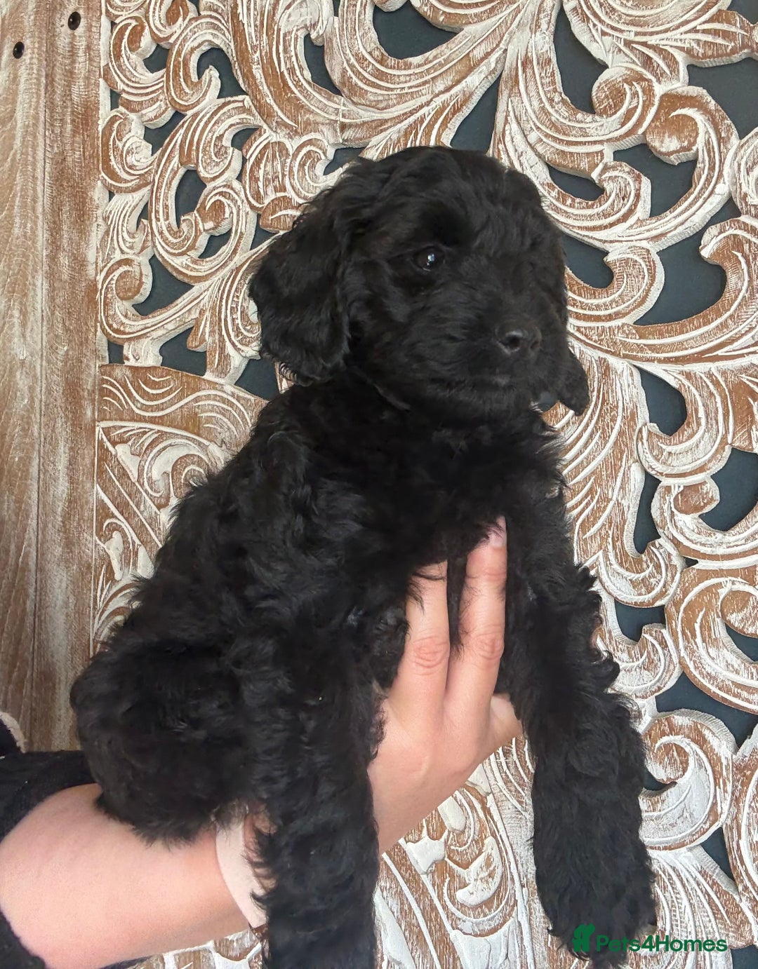 Cockapoo dogs for sale: ✨ Gorgeous Cockapoo Puppies ✨ - Image 15